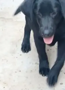 perro lost  Gran Canarias 35518 Tías Yaki