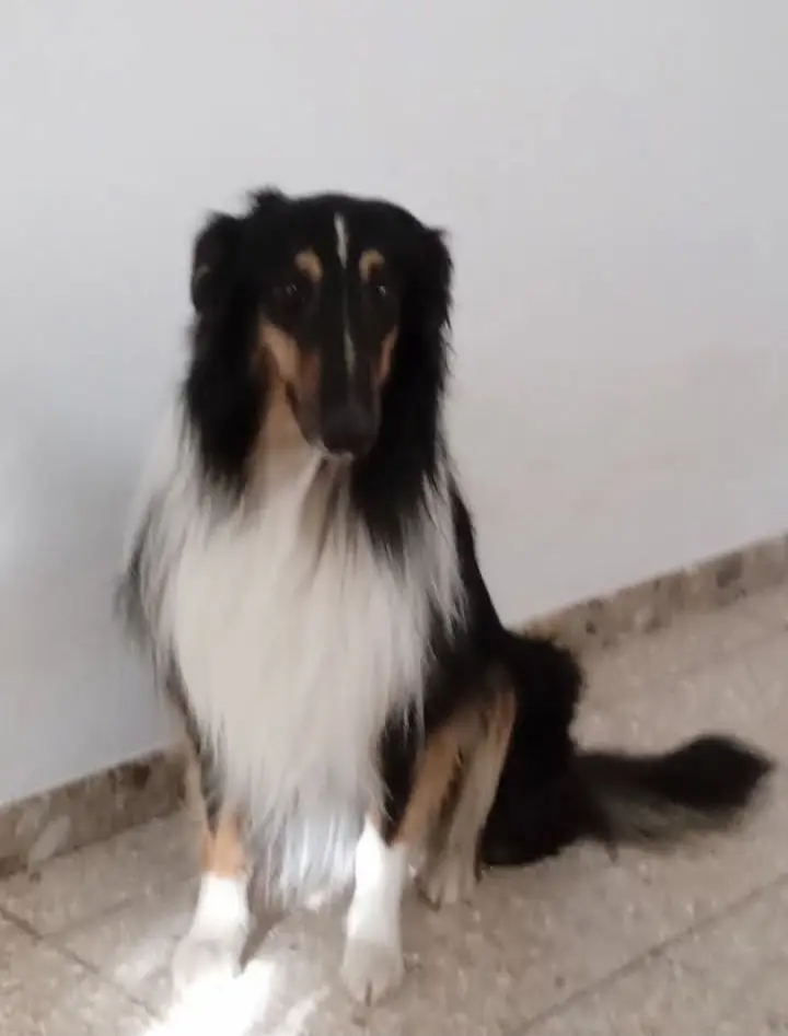 perro lost  Gran Canarias 35518 Tías Yanco