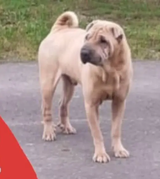 perro lost    Palafrugell Benji