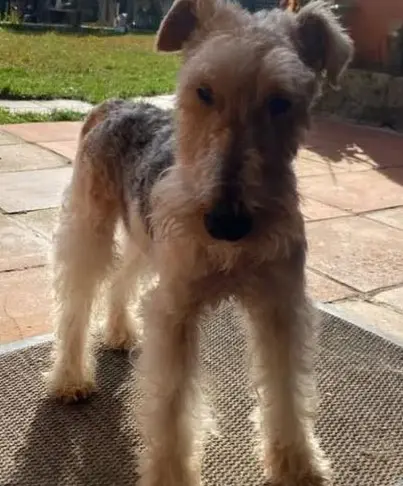 perro lost   17253 Mont-ras No lo sé