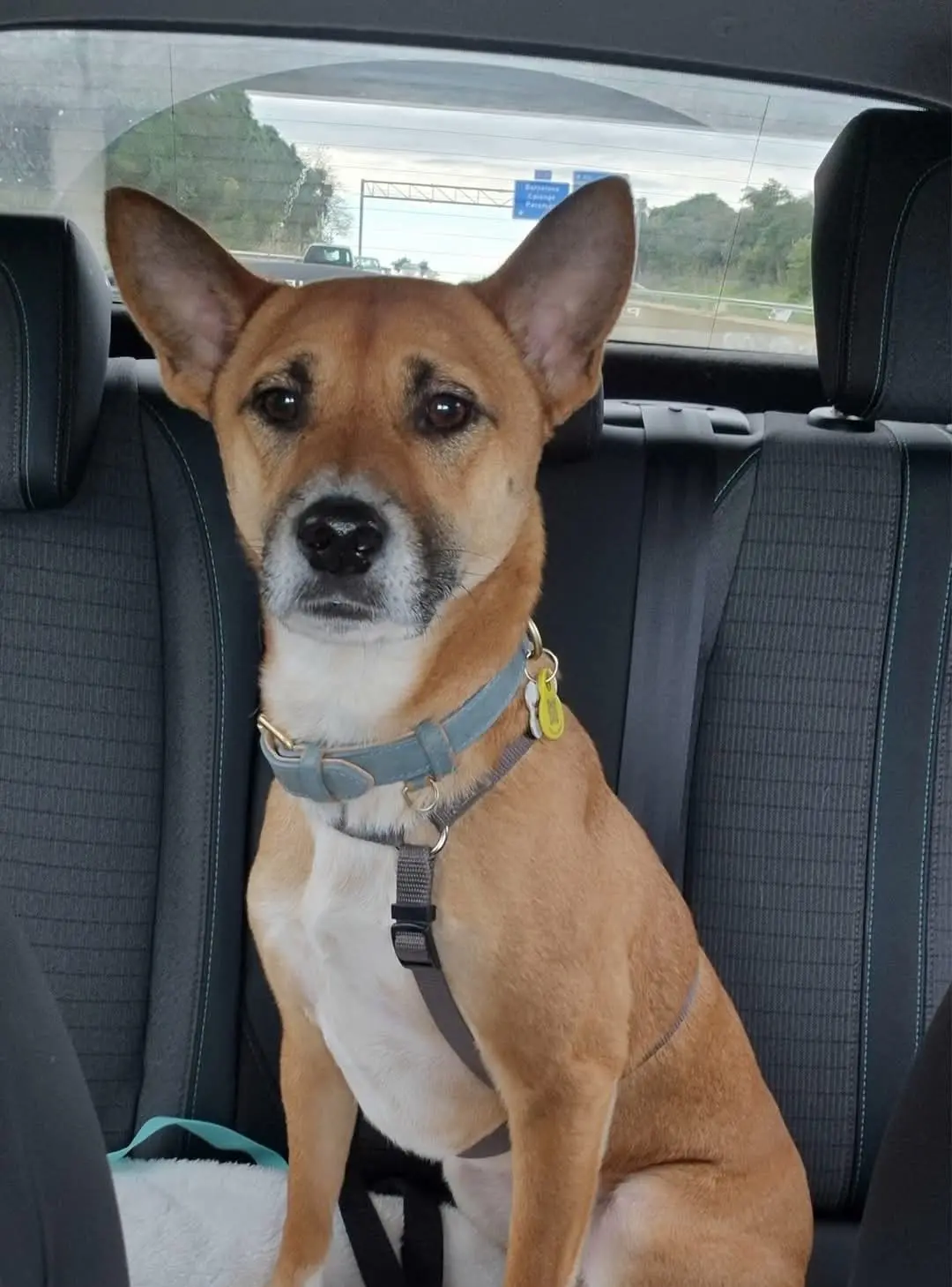 perro lost    Gérone Jack