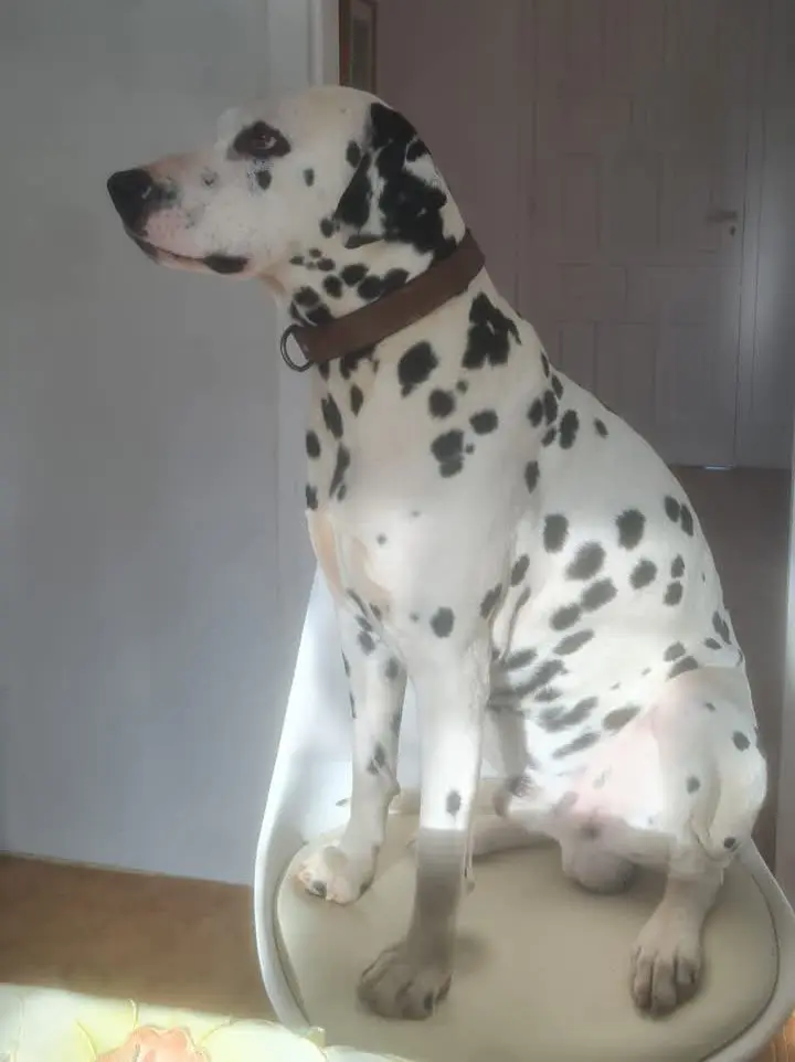 perro lost   17240 Llagostera No sé