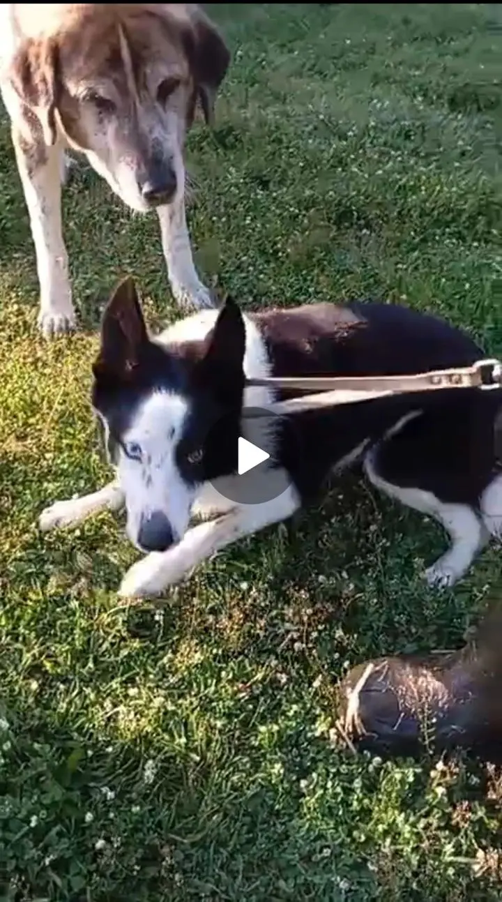 perro lost   17406 Viladrau Urdin