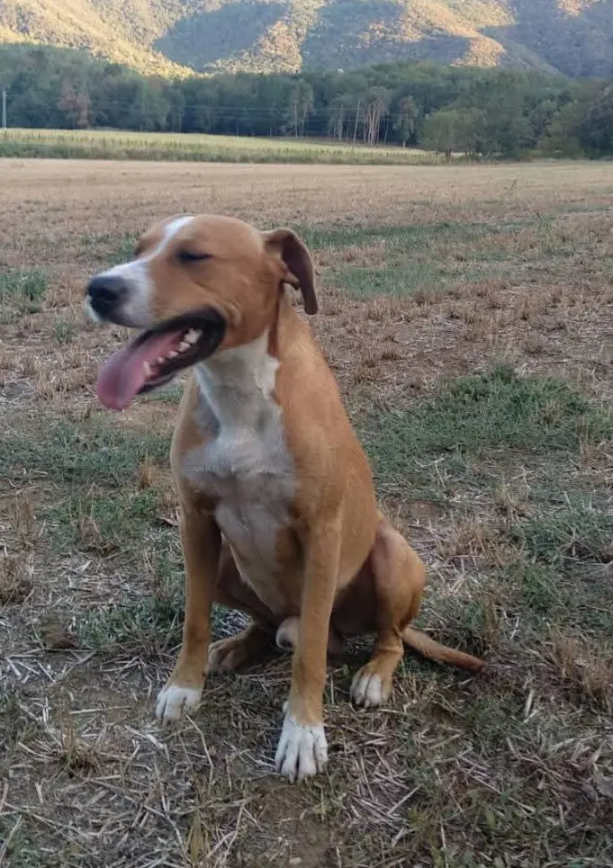 perro lost   17831 Sant Miquel de Campmajor Apatxe