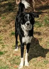 perro lost   17867 Camprodon Flash