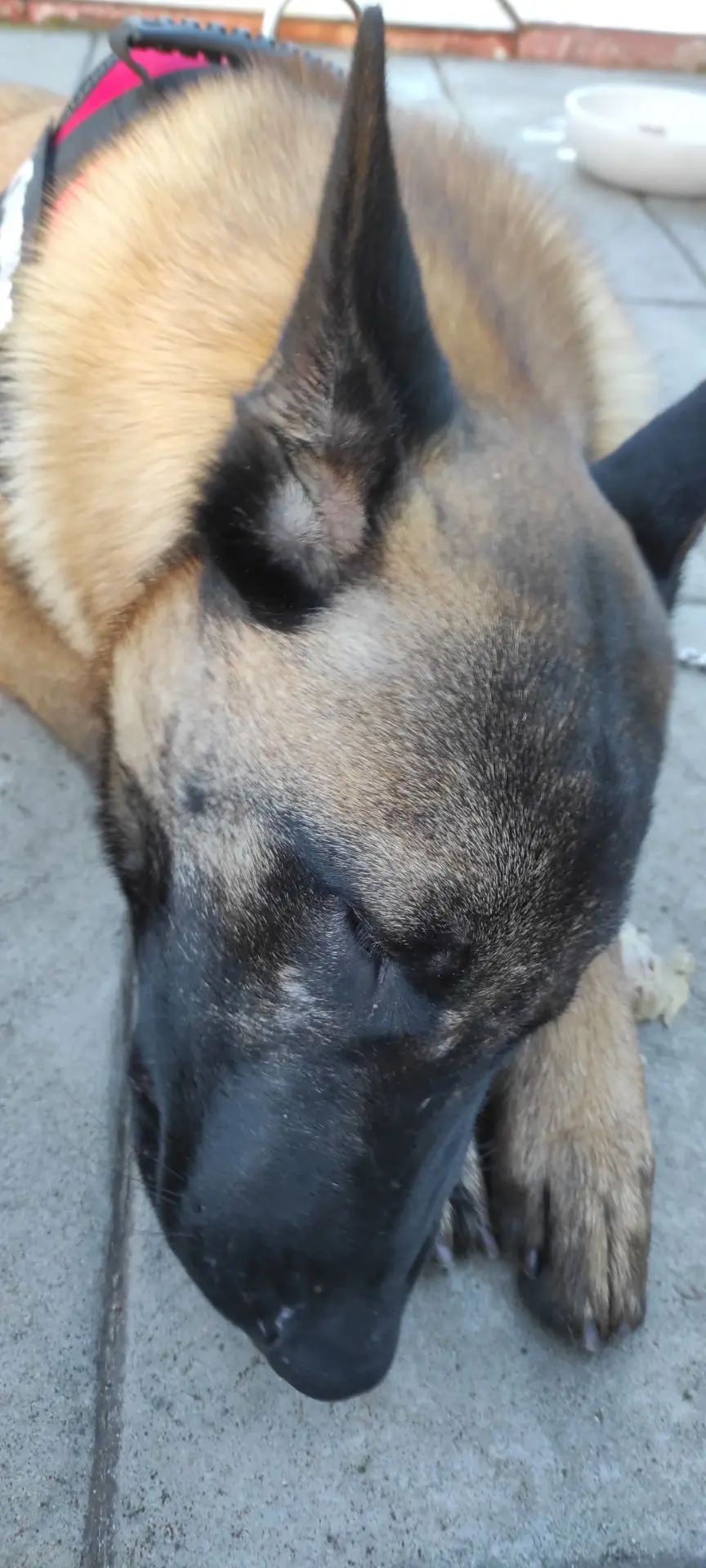perro lost   17410 Sils Lucky