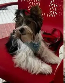 perro lost   17300 Blanes No lo sé