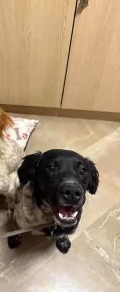 perro lost    Almuñécar Negro