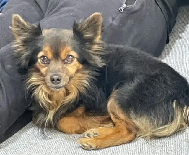 perro lost    Granada Pelu