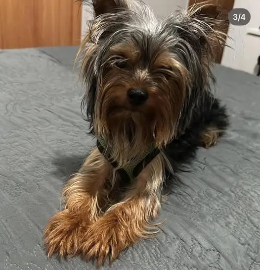 perro lost   18620 Alhendín Oreo
