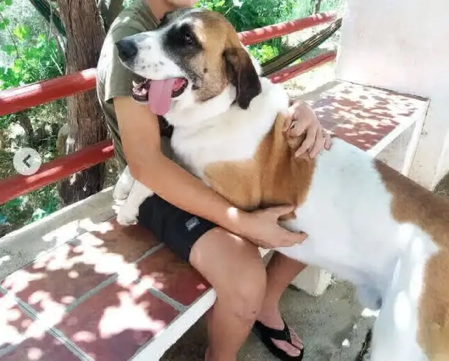 perro lost   18810 Caniles Chien