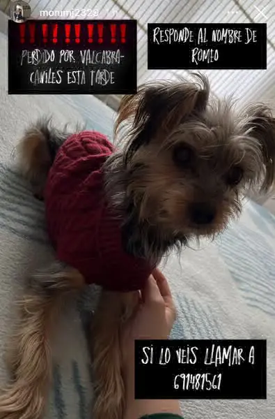 perro lost   18810 Caniles Romeo