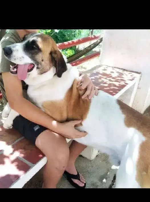 perro lost   18810 Caniles Thor
