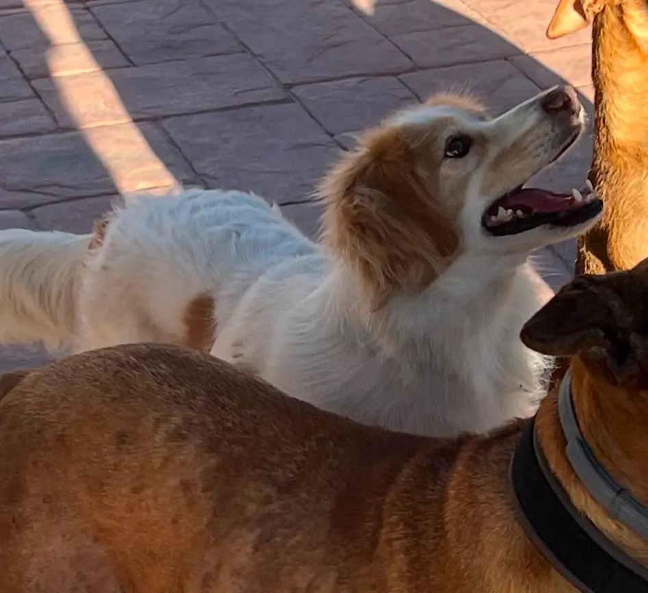 perro lost   18650 Dúrcal Canelo