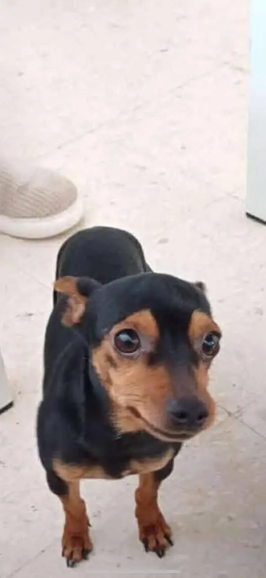 perro lost    Grenade Coco