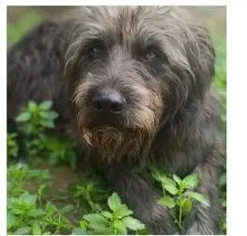 perro lost    Grenade Marco