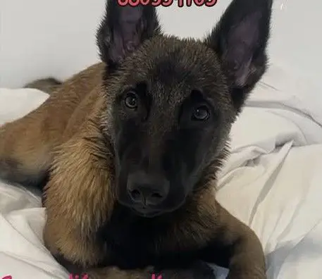perro lost    Grenade Paula