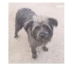 perro lost    La Zubia Marco
