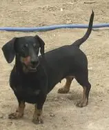 perro lost    Monachil Nala