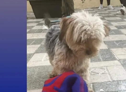perro lost   18197 Pulianas Pumuki