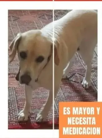 perro lost   18540 Morelábor Kan