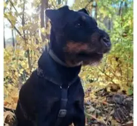 perro lost   19180 Marchamalo Chusa
