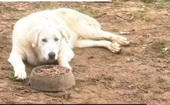 perro lost   19120 Sacedón Fox