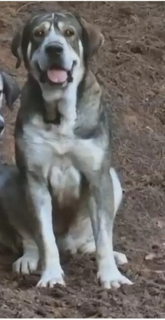 perro lost    Guadalajara Pucho