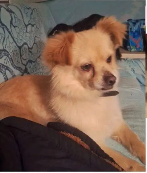 perro lost    Fuentelencina Murdock