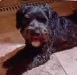 perro lost    Valdenuño Fernández Niky