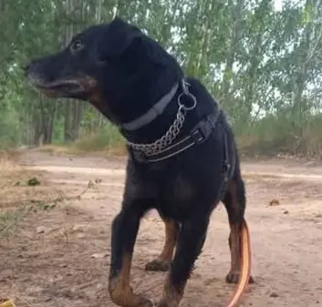 perro lost   19180 Marchamalo Tango