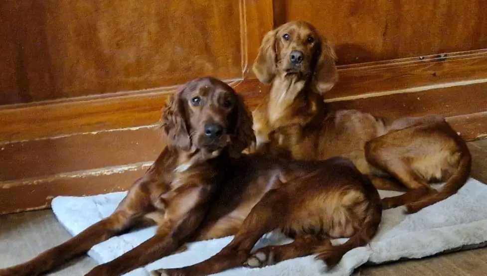 perro lost    Huelva Tara y ulkan