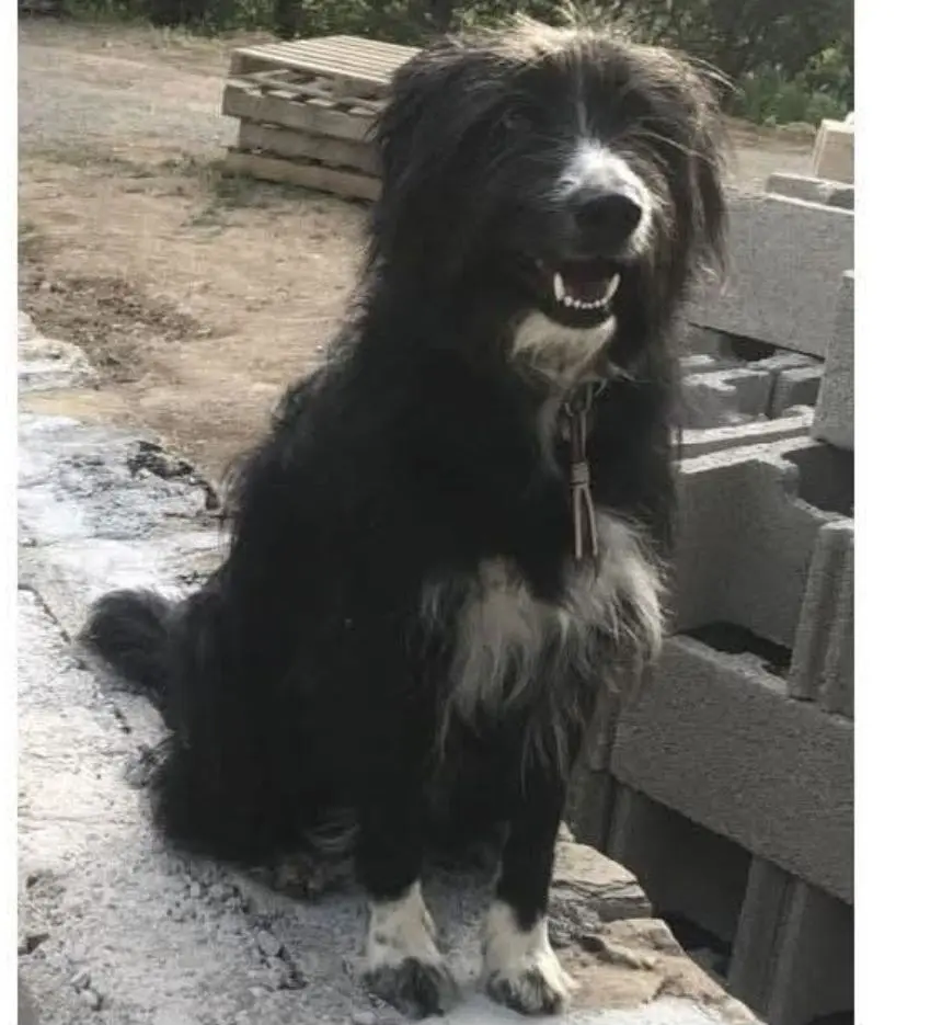 perro lost    Sallent de Gállego Boots