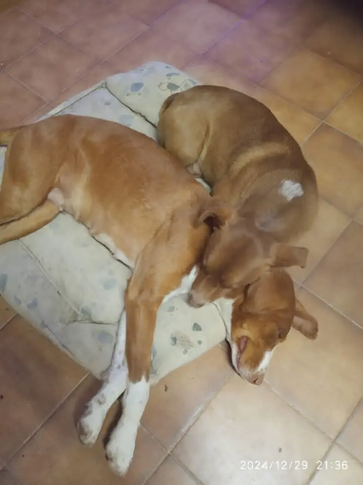perro lost    Monzón Perdi