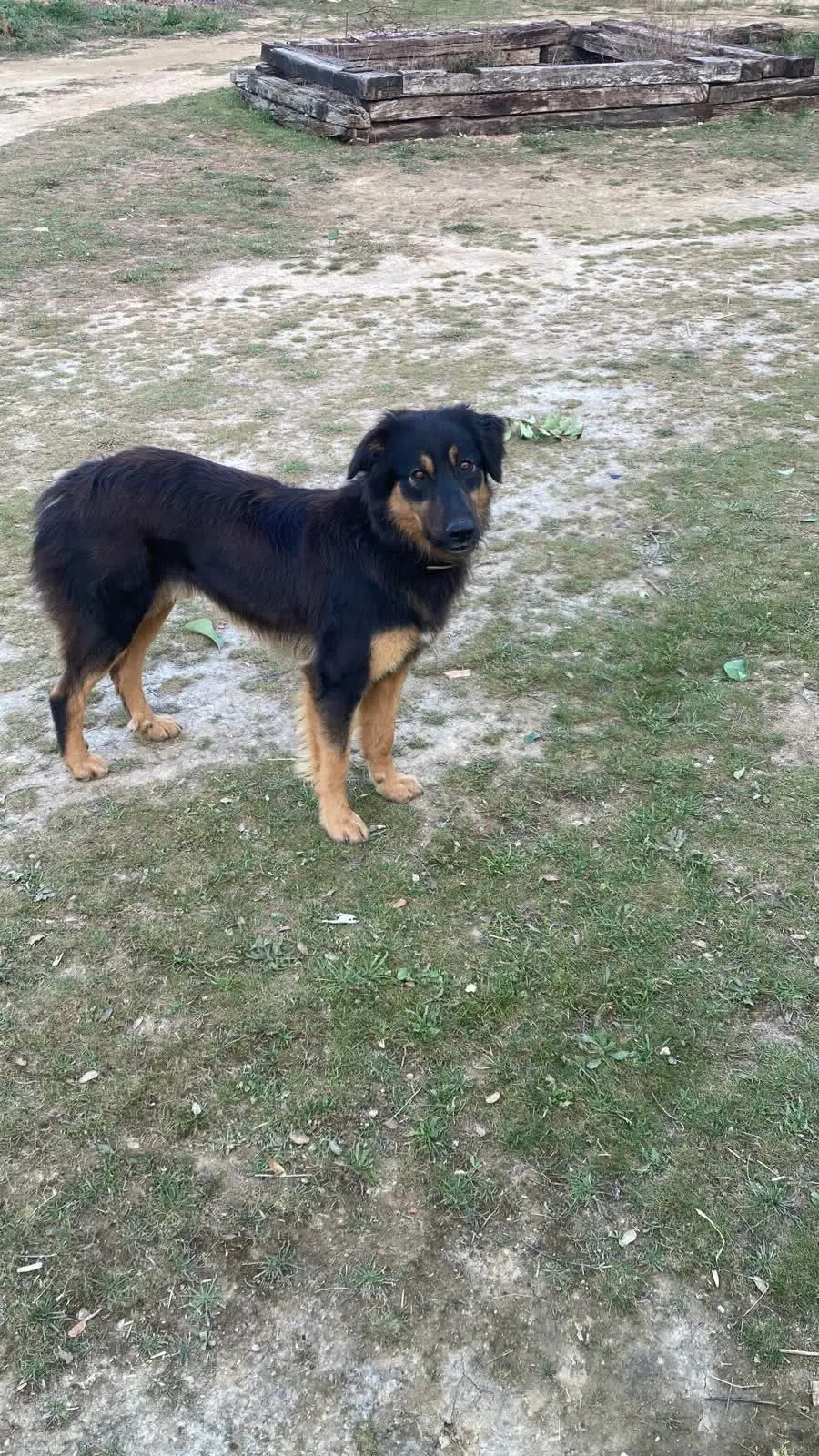 perro lost   22500 La Litera / La Llitera Dyc