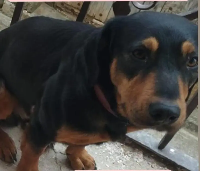 perro lost    Huesca Chico