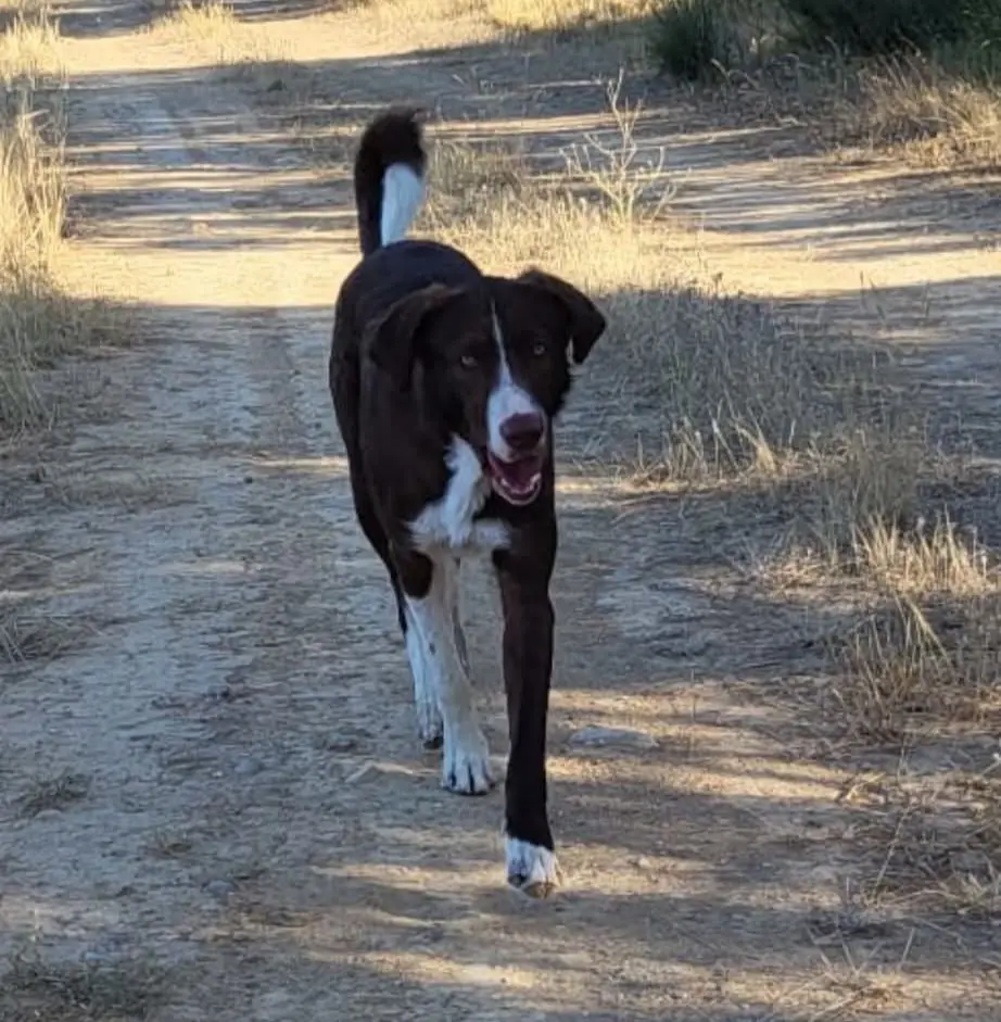 perro lost    Huesca Perrito