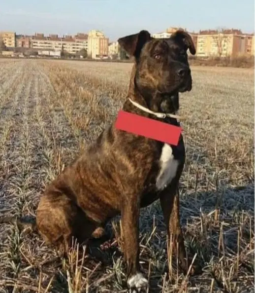 perro lost    Banastás/Banastars Neo