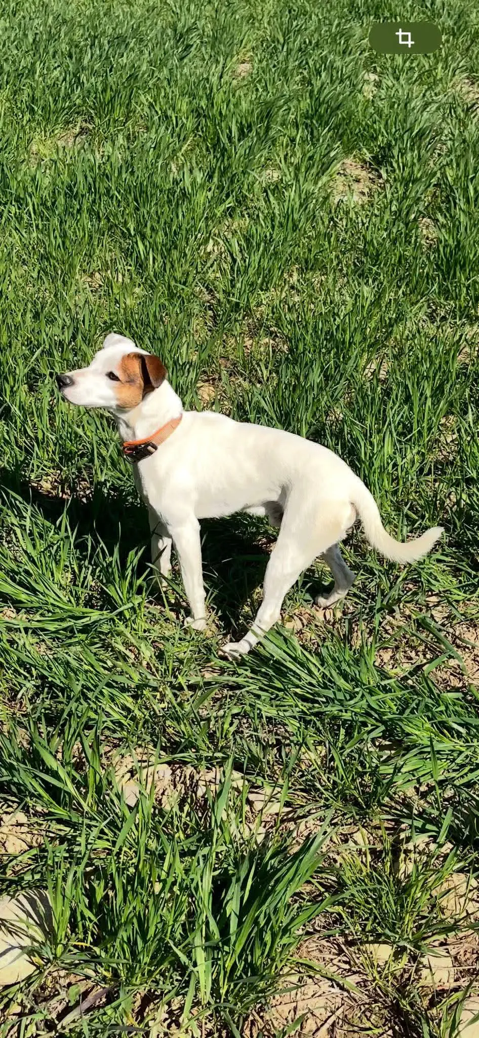 perro lost    Biscarrués Perro