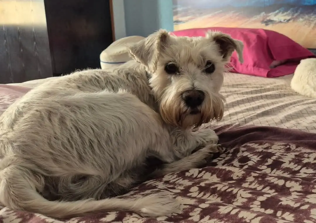 perro lost    Jaca Rufo