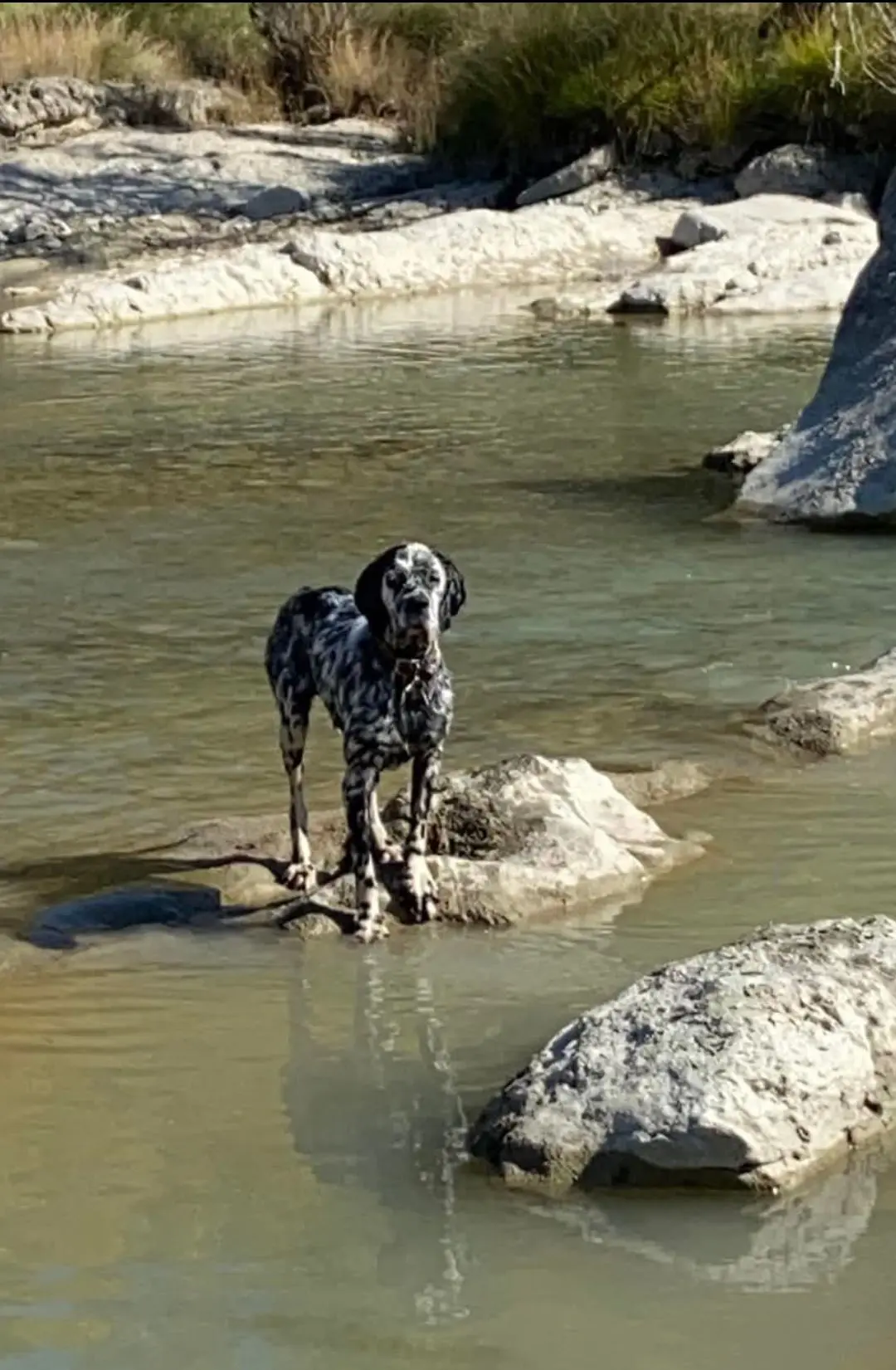perro lost    Peñalba Nenu
