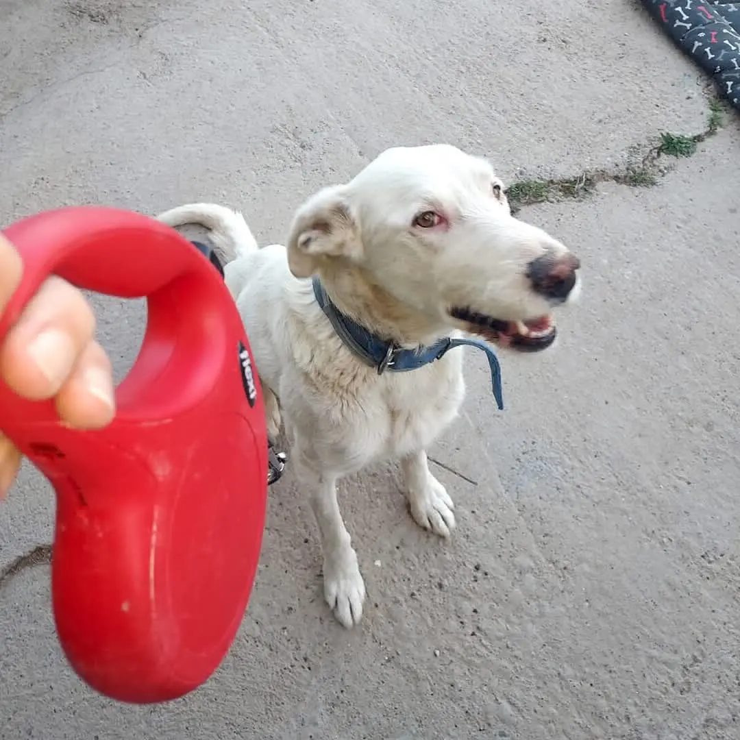 perro lost    Peraltilla Bruce