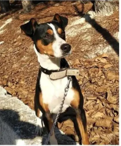 perro lost   23330 Villanueva del Arzobispo Bartolillo