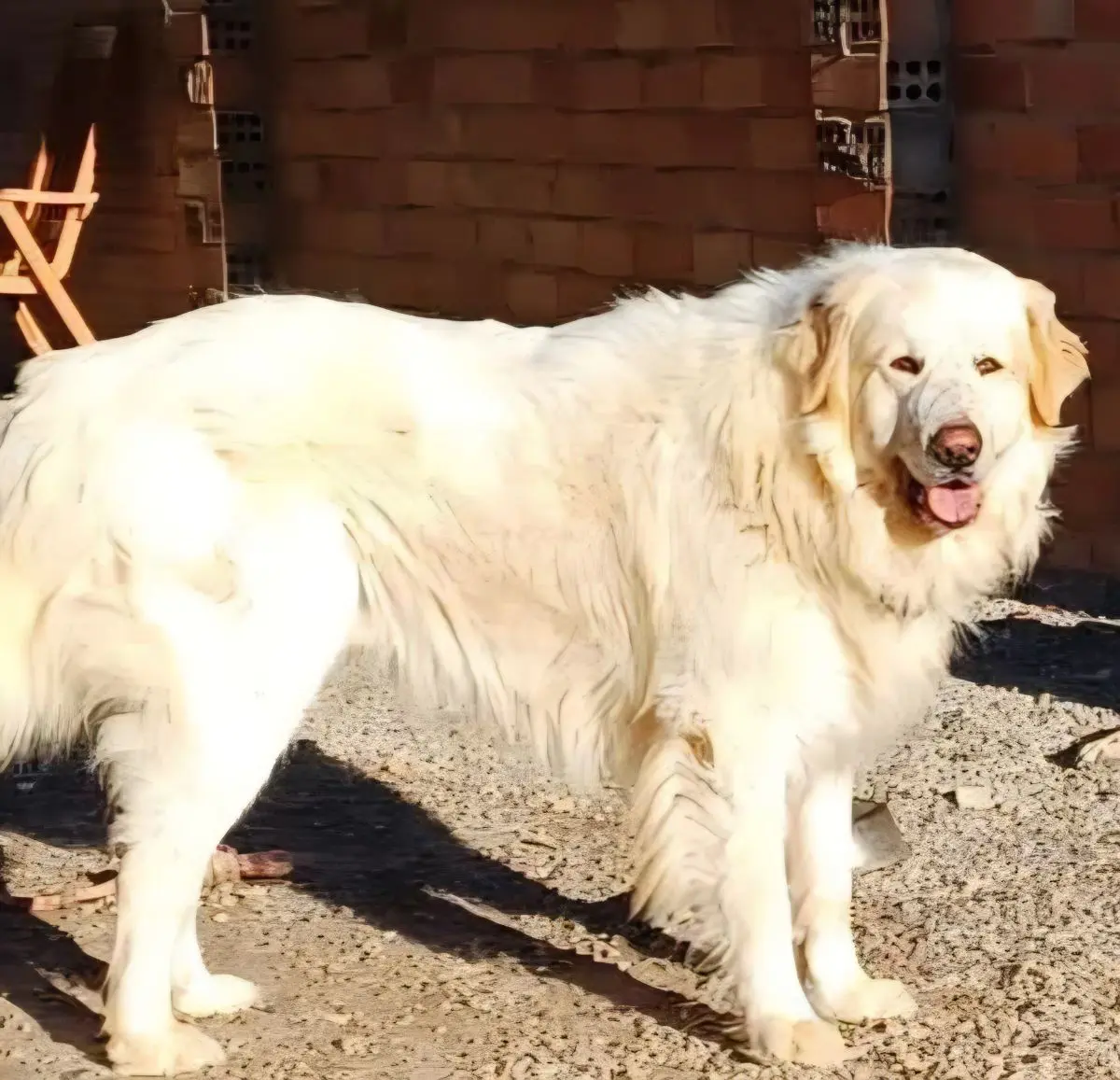 perro lost  Carrer d'Anselm Clavé 25460 Cervià de les Garrigues Jaky