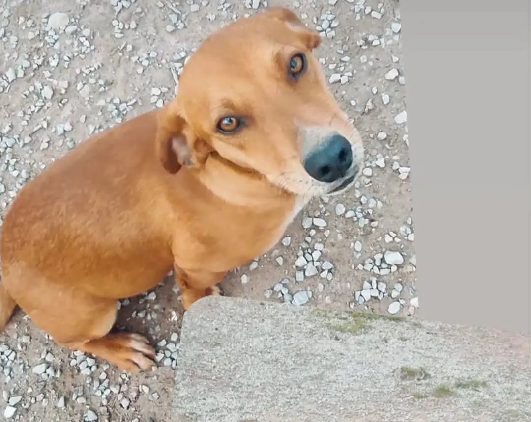 perro lost  Carrer d'Anselm Clavé 25460 Cervià de les Garrigues Leonardo