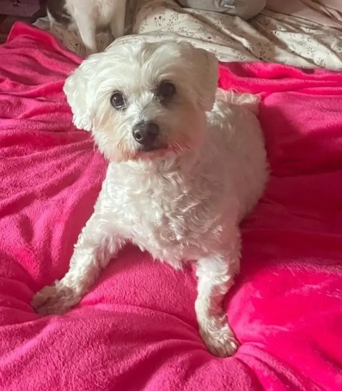 perro lost    León Ñorro