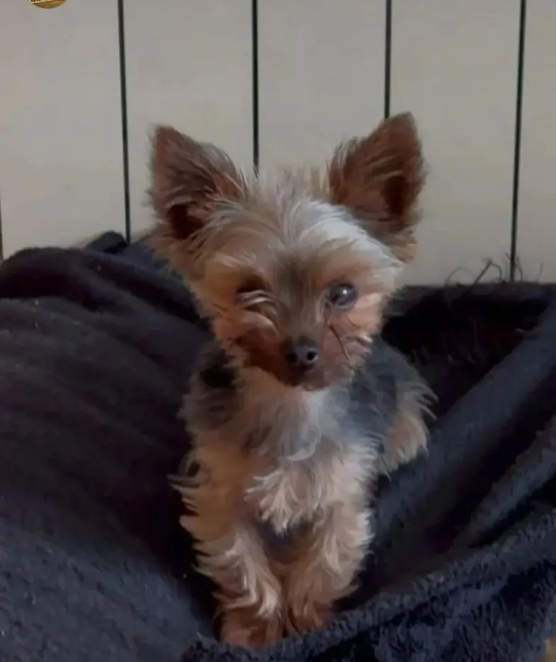 perro lost   27880  Frodo