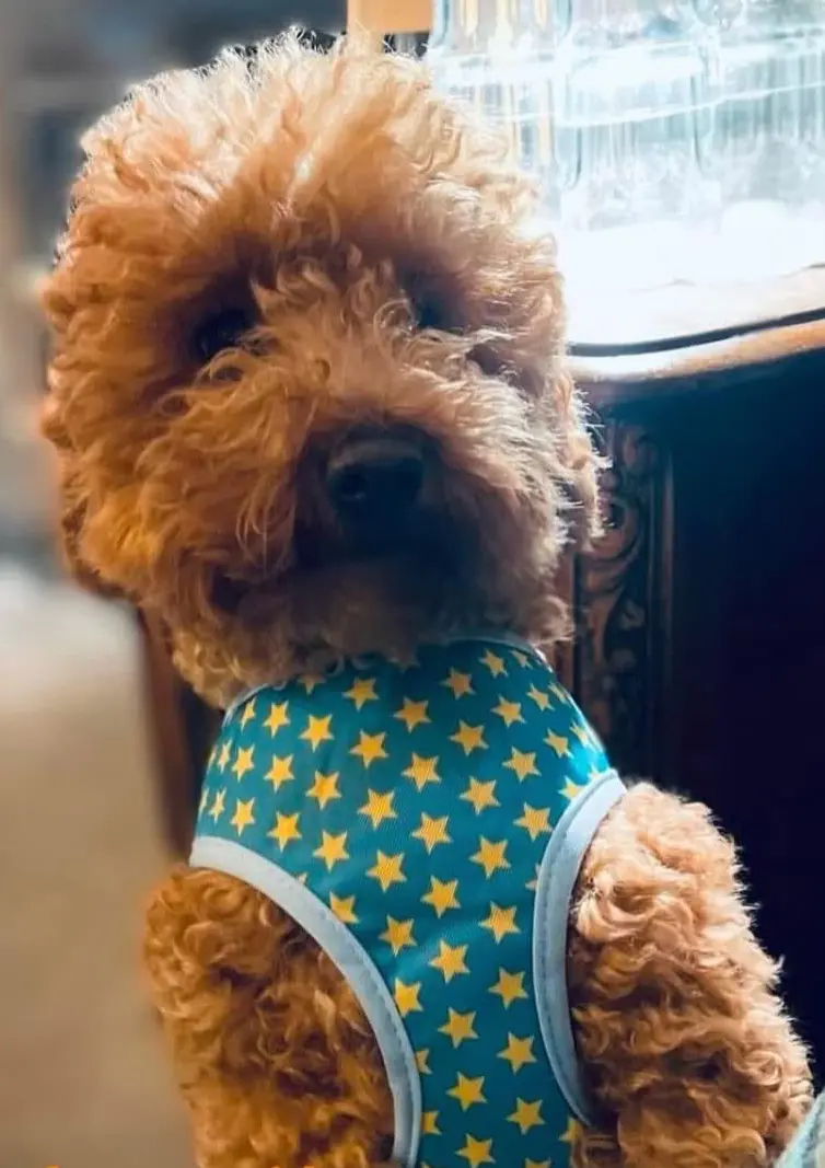 perro lost     Rio