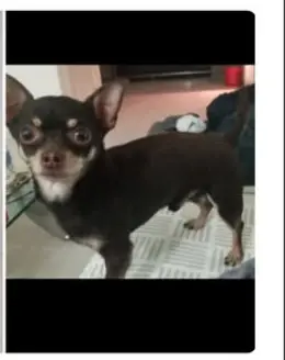 perro lost   29160 Casabermeja Yoshi