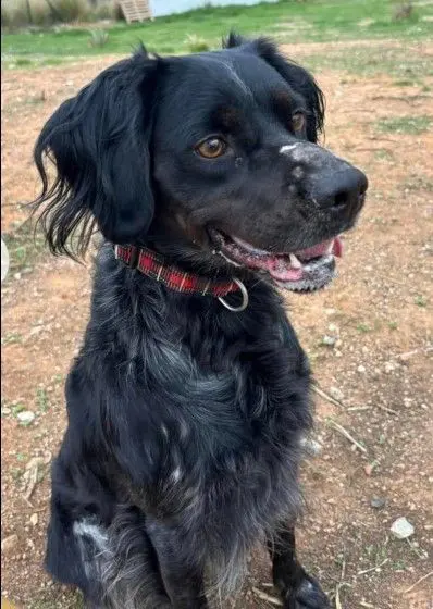 perro lost    Fuengirola Hunt
